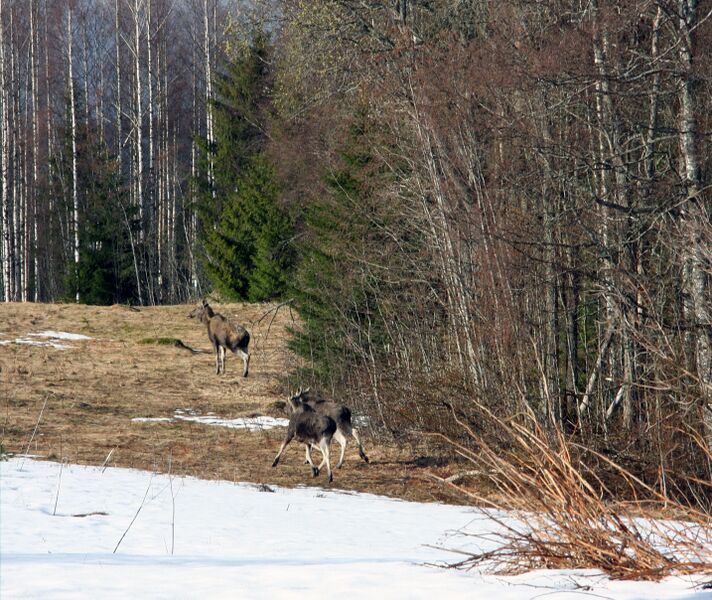 File:Mustonen Hiisi Image 6.jpeg