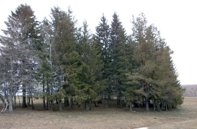 File:Mustonen Hiisi Image 2.jpg